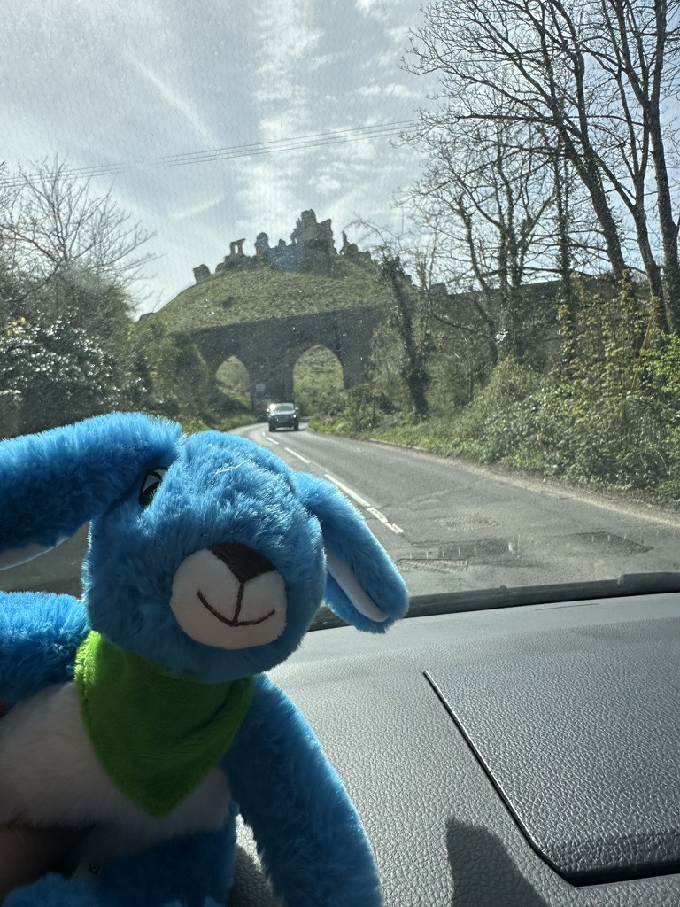 Bobby Blue looking out at the ruins of Corfe Castle on its hill in Dorset