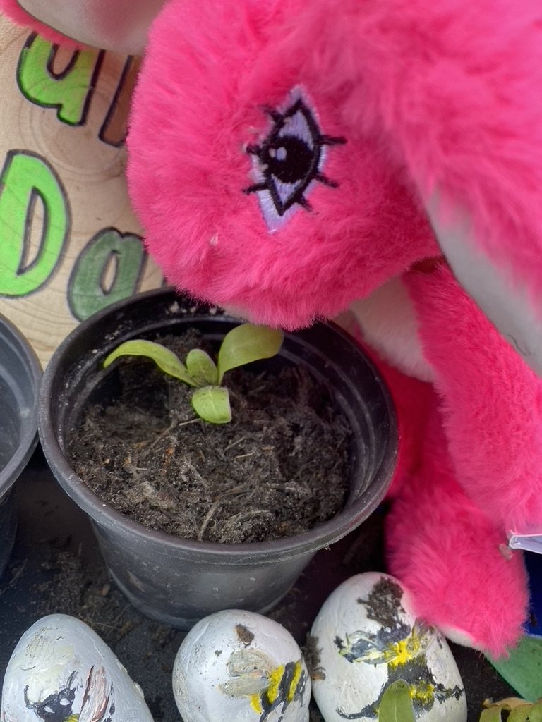 Hand-painted bee stones beside a sunflower seedling and Pink Patsy at the Earth Day stall