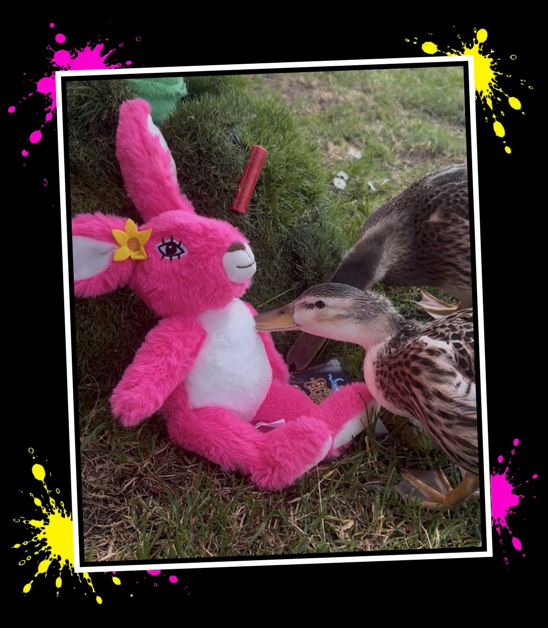Pink Patsy meeting the ducks at Swan Lane Open Space