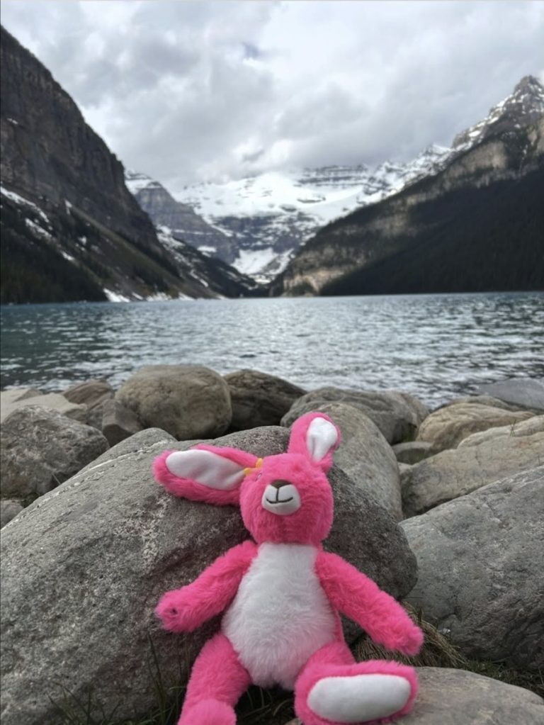 Pink Patsy sitting on the rocks beside the turquoise water of Lake Louise, with snowy mountains behind, in Canada