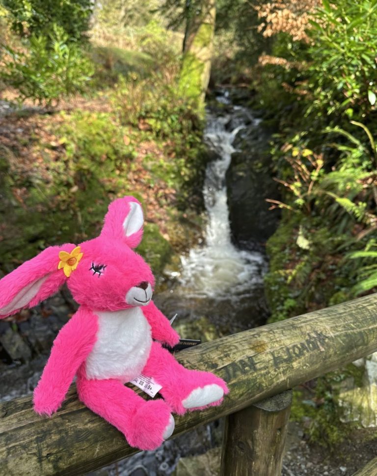 Pink Patsy on a wooden rail beside a waterfall in Tollymore Forest Park, Northern Ireland