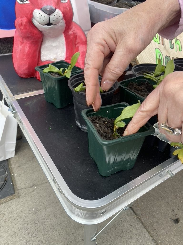 Hands gently planting a sunflower seedling into a green pot at the Pink Patsy Earth Day stall