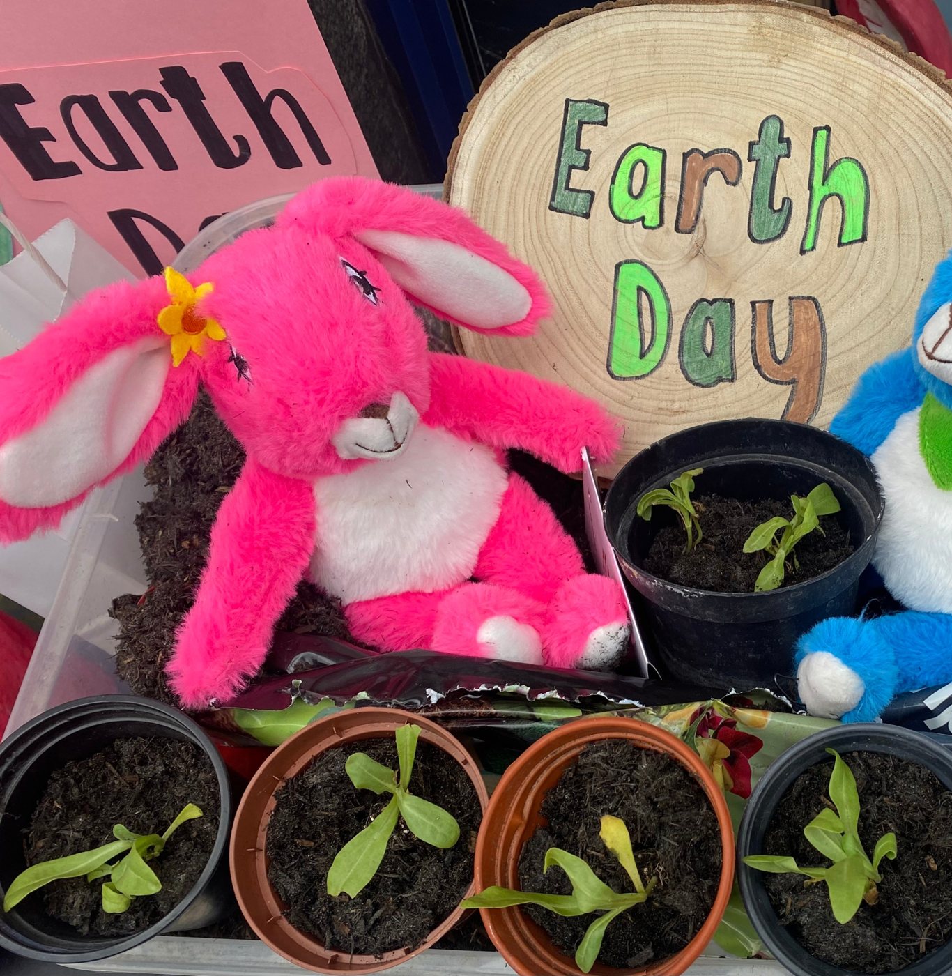Pink Patsy teddy hare with a wooden Earth Day sign and little pots of sunflower seedlings ready for children to plant